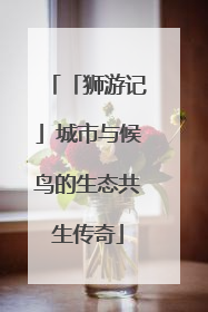 「狮游记」城市与候鸟的生态共生传奇