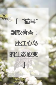 “猫耳”飘散荷香：一座江心岛的生态蜕变