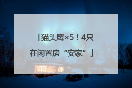 猫头鹰×5！4只在闲置房“安家”