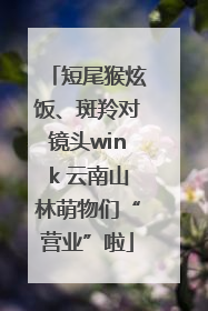 短尾猴炫饭、斑羚对镜头wink 云南山林萌物们“营业”啦