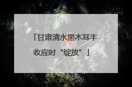 甘肃清水黑木耳丰收应时“绽放”