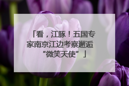 看，江豚！五国专家南京江边考察邂逅“微笑天使”