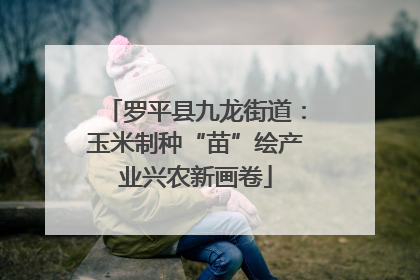 罗平县九龙街道：玉米制种“苗”绘产业兴农新画卷