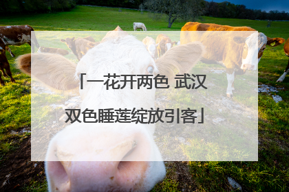 一花开两色 武汉双色睡莲绽放引客