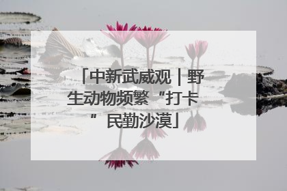 中新武威观｜野生动物频繁“打卡”民勤沙漠