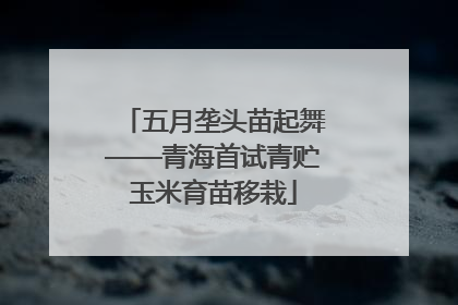 五月垄头苗起舞——青海首试青贮玉米育苗移栽