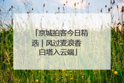 京城拍客今日精选｜风过麦浪香 白塔入云端