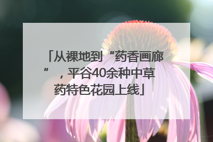 从裸地到“药香画廊”，平谷40余种中草药特色花园上线