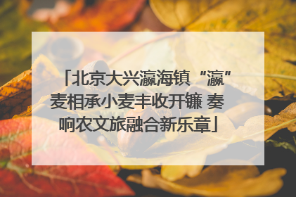 北京大兴瀛海镇“瀛”麦相承小麦丰收开镰 奏响农文旅融合新乐章