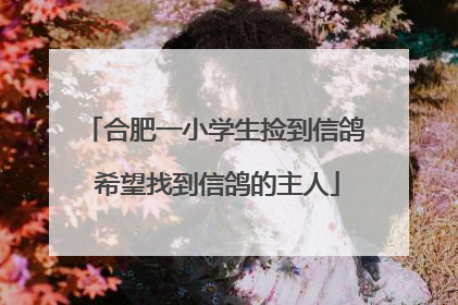 合肥一小学生捡到信鸽 希望找到信鸽的主人