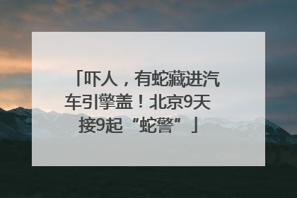 吓人，有蛇藏进汽车引擎盖！北京9天接9起“蛇警”