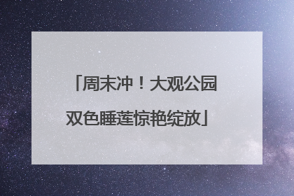 周末冲！大观公园双色睡莲惊艳绽放