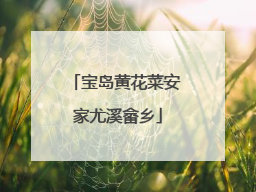 宝岛黄花菜安家尤溪畲乡