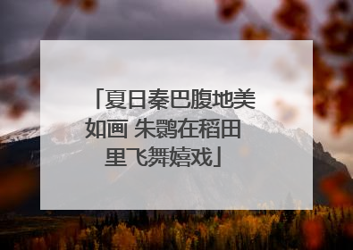 夏日秦巴腹地美如画 朱鹮在稻田里飞舞嬉戏