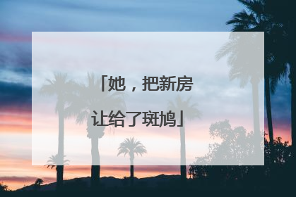 她，把新房让给了斑鸠