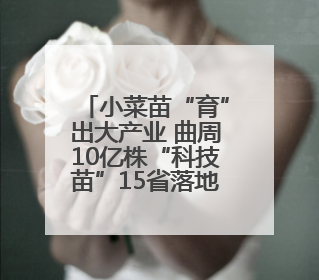 小菜苗“育”出大产业 曲周10亿株“科技苗”15省落地生根