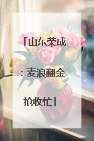 山东荣成：麦浪翻金抢收忙