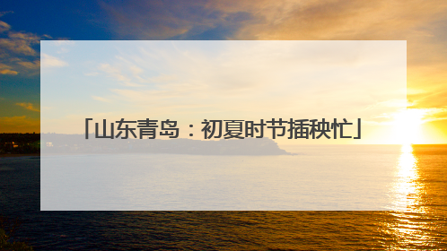 山东青岛：初夏时节插秧忙