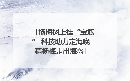杨梅树上挂“宝瓶” 科技助力定海晚稻杨梅走出海岛