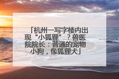 杭州一写字楼内出现“小狐狸”？兽医院院长：普通的宠物小狗，像狐狸犬