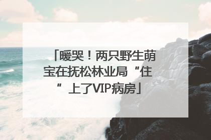 暖哭！两只野生萌宝在抚松林业局“住”上了VIP病房