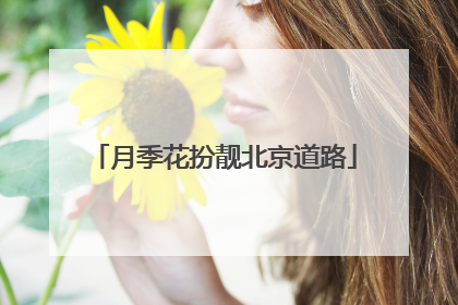 月季花扮靓北京道路
