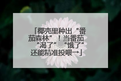 椰壳里种出“番茄森林”！当番茄“渴了”“饿了”还能精准投喂→