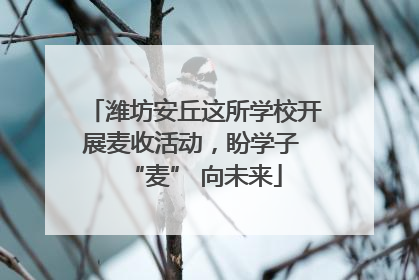 潍坊安丘这所学校开展麦收活动，盼学子 “麦” 向未来