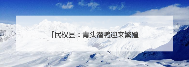 民权县：青头潜鸭迎来繁殖盛景 湿地保护成效显著