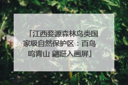 江西婺源森林鸟类国家级自然保护区：百鸟鸣青山 翩跹入画屏
