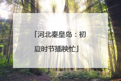 河北秦皇岛：初夏时节插秧忙