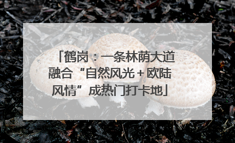 鹤岗：一条林荫大道融合“自然风光＋欧陆风情”成热门打卡地