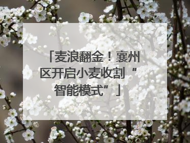 麦浪翻金！襄州区开启小麦收割“智能模式”