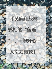 黄麂和灰林鸮相继“落难”，十堰好心人接力施救