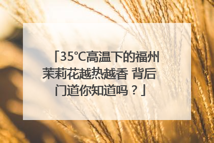 35℃高温下的福州茉莉花越热越香 背后门道你知道吗？